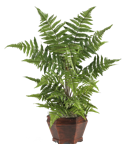 Fern